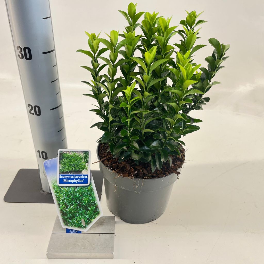 Euonymus jap. 'Microphyllus' - Spindelstrauch | 20-25 cm im Topf