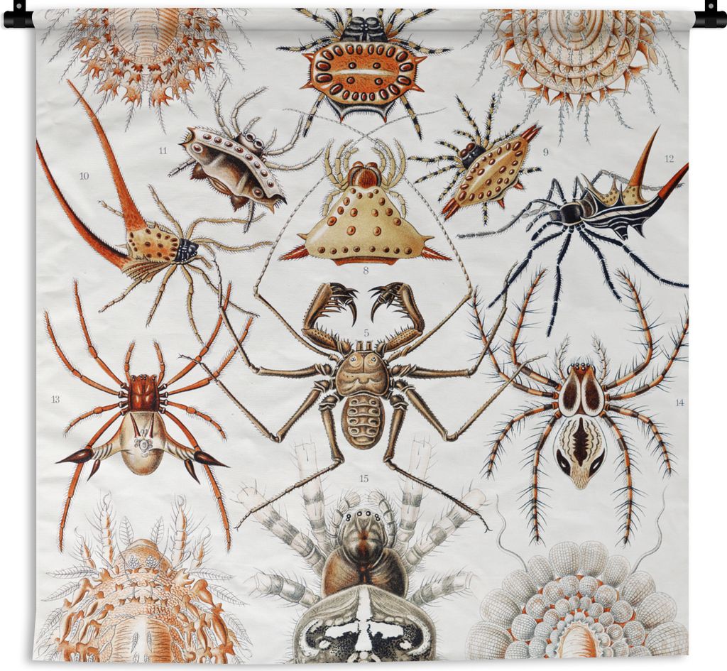 MuchoWow Wandteppich Wandbehang Retro - Spinne - Ernst Haeckel - Spinnen 90x90 cm Tapisserie Dekoration Wandtuch - Wandaufhänger