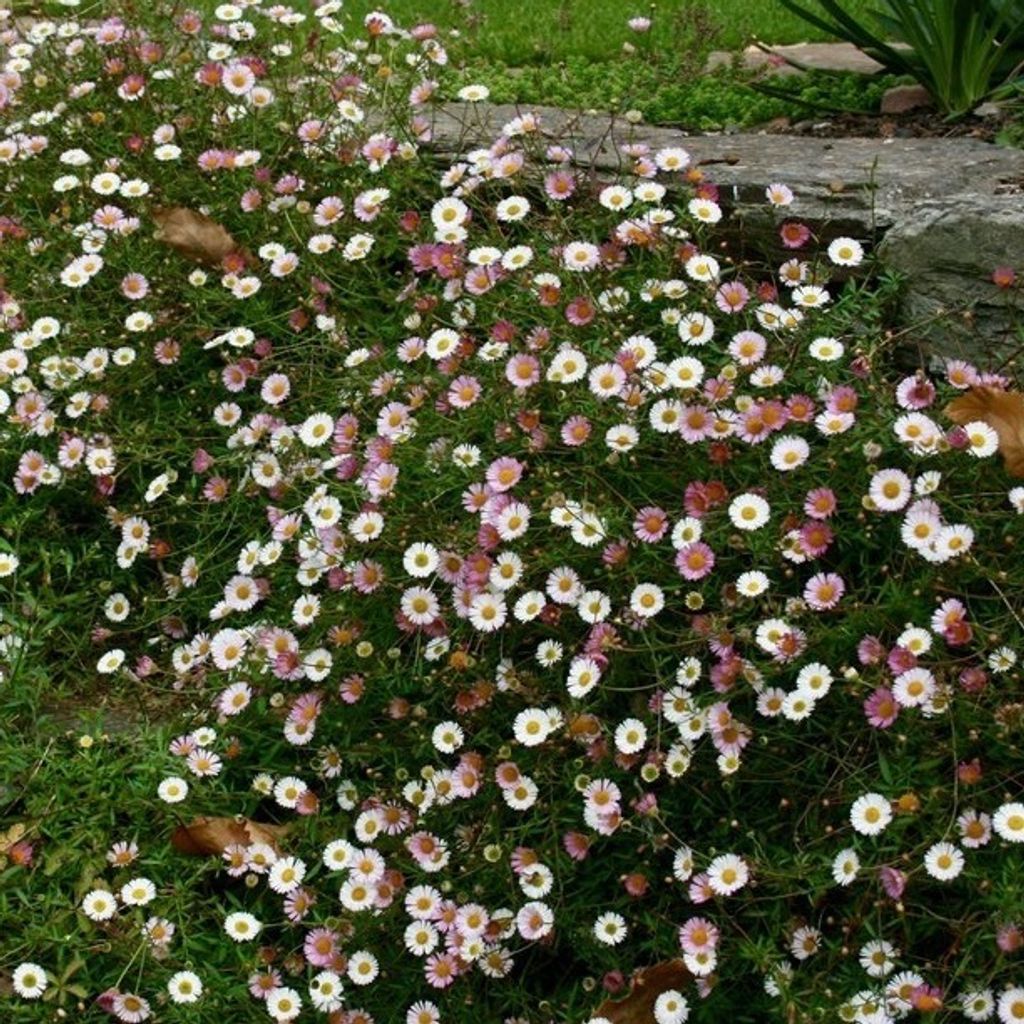 6 x Spanisches Gänseblümchen - Erigeron karvinskianus  | Produktbild 