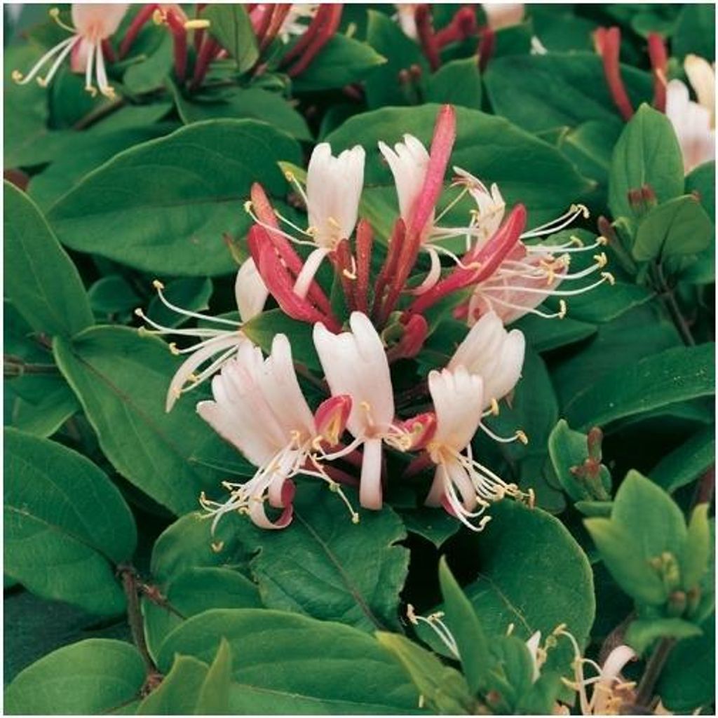 Chèvrefeuille véritable Jelängerjelieber Red World – Plante Image du produit 