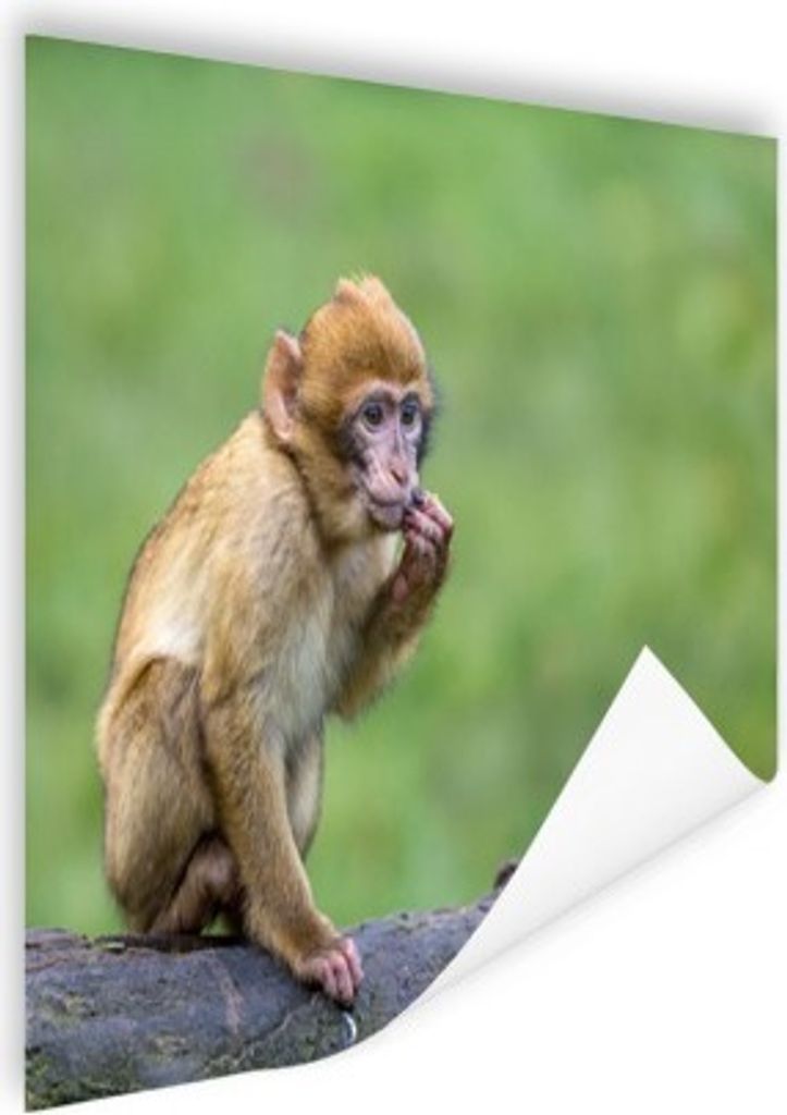 MuchoWow Poster Affe - Zweig - Natur - Tiere 80x60 cm - Kunst für zu Hause