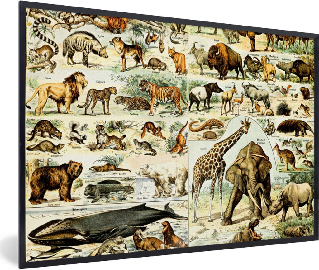 MuchoWow Gerahmtes Poster Tiere - Giraffe - Löwe 60x40 cm - Poster mit Schwarzem Bilderrahmen Wandposter Rahmen Foto Bilder - Printing - Wanddek...