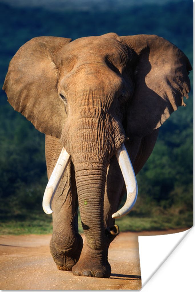 MuchoWow Poster Elefant - Zähne - Natur 40x60 cm - Plakate für die Wand - Poster Babyzimmer