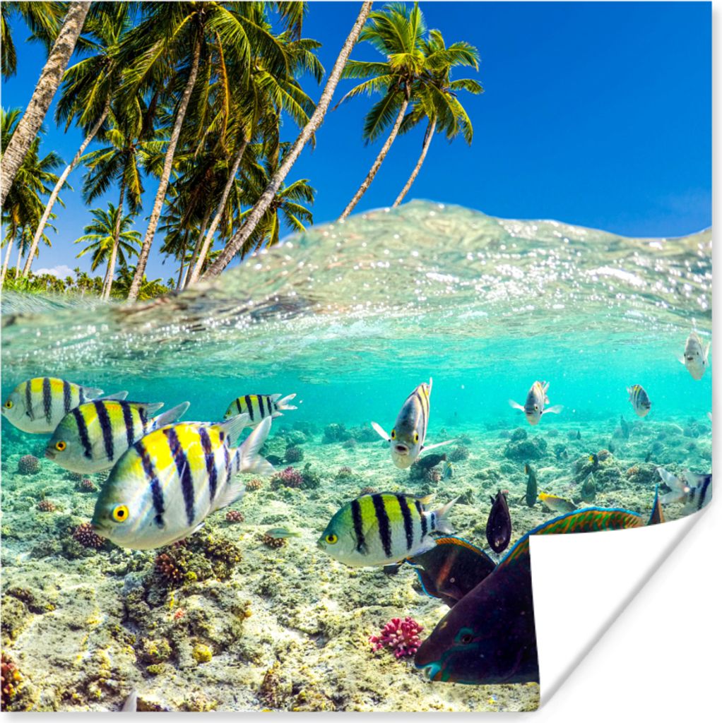 MuchoWow Poster Meer - Fische - Korallen 75x75 cm - Wand Dekoration
