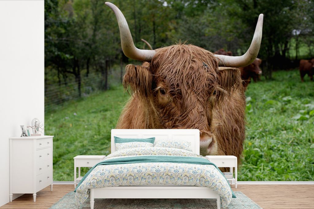 MuchoWow Fototapete für Wohnzimmer oder Schlafzimmer Wandtapete Vinyl Motivtapete Schottische Highlander - Tiere - Gras - 525x350 cm - Das Hinte...