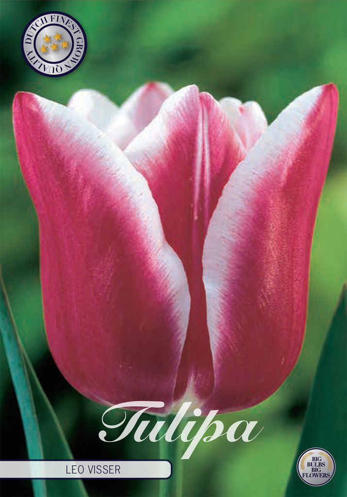 Tulpe Leo Visser (10 Stück) | Tulpenzwiebeln von Sam van Schooten