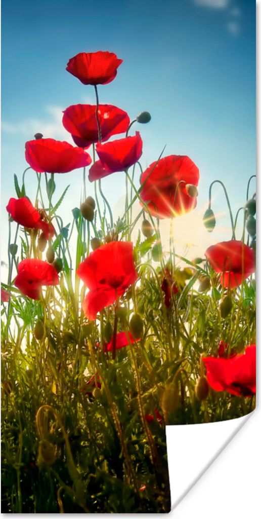 MuchoWow Poster Mohnblumen - Toskana - Sonne - Rot - Blau 80x160 cm - Kinderzimmer