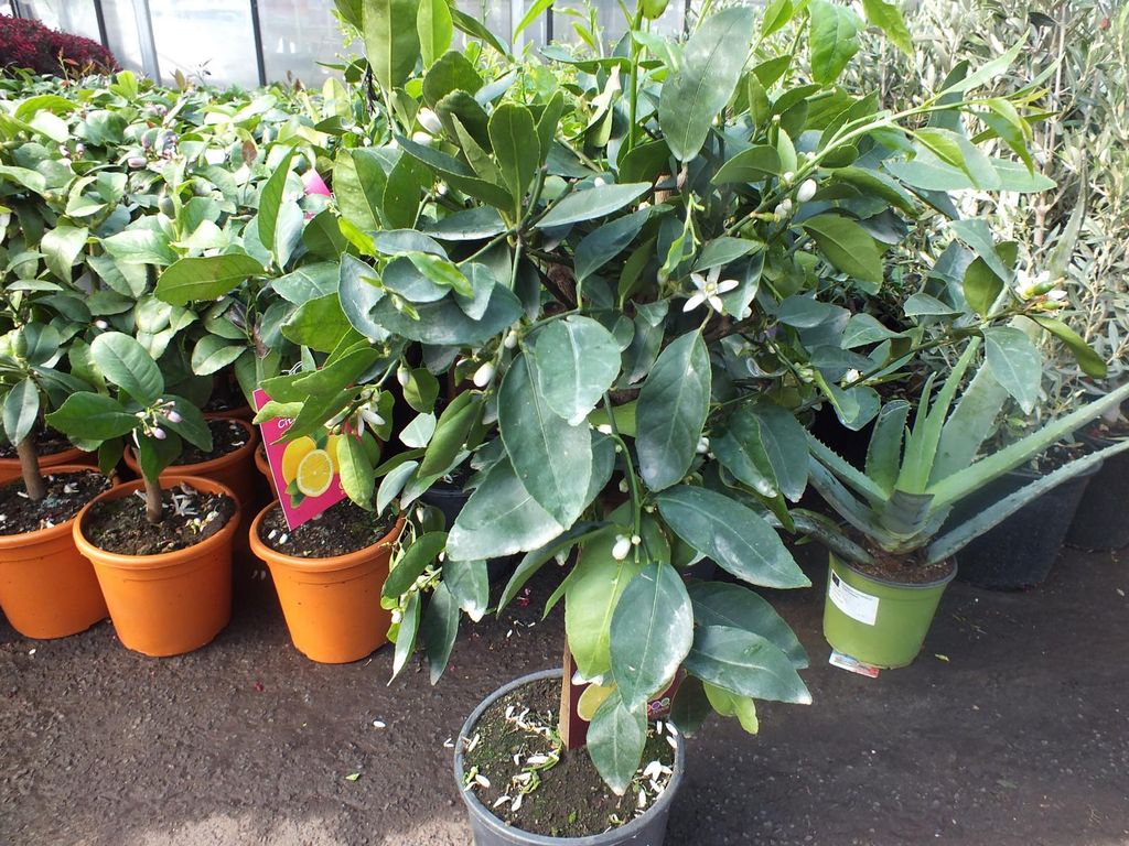 Limettenbaum Lima Verde Caipirinha Limette 70-100 cm – Produktbild 4