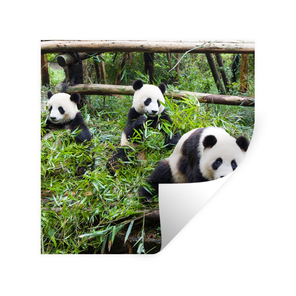 MuchoWow Wandtattoo Wandsticker Wandaufkleber Pandas - Bambus - Blätter 50x50 cm Selbstklebend und Repositionierbar - Selbstklebend - Fototapeten