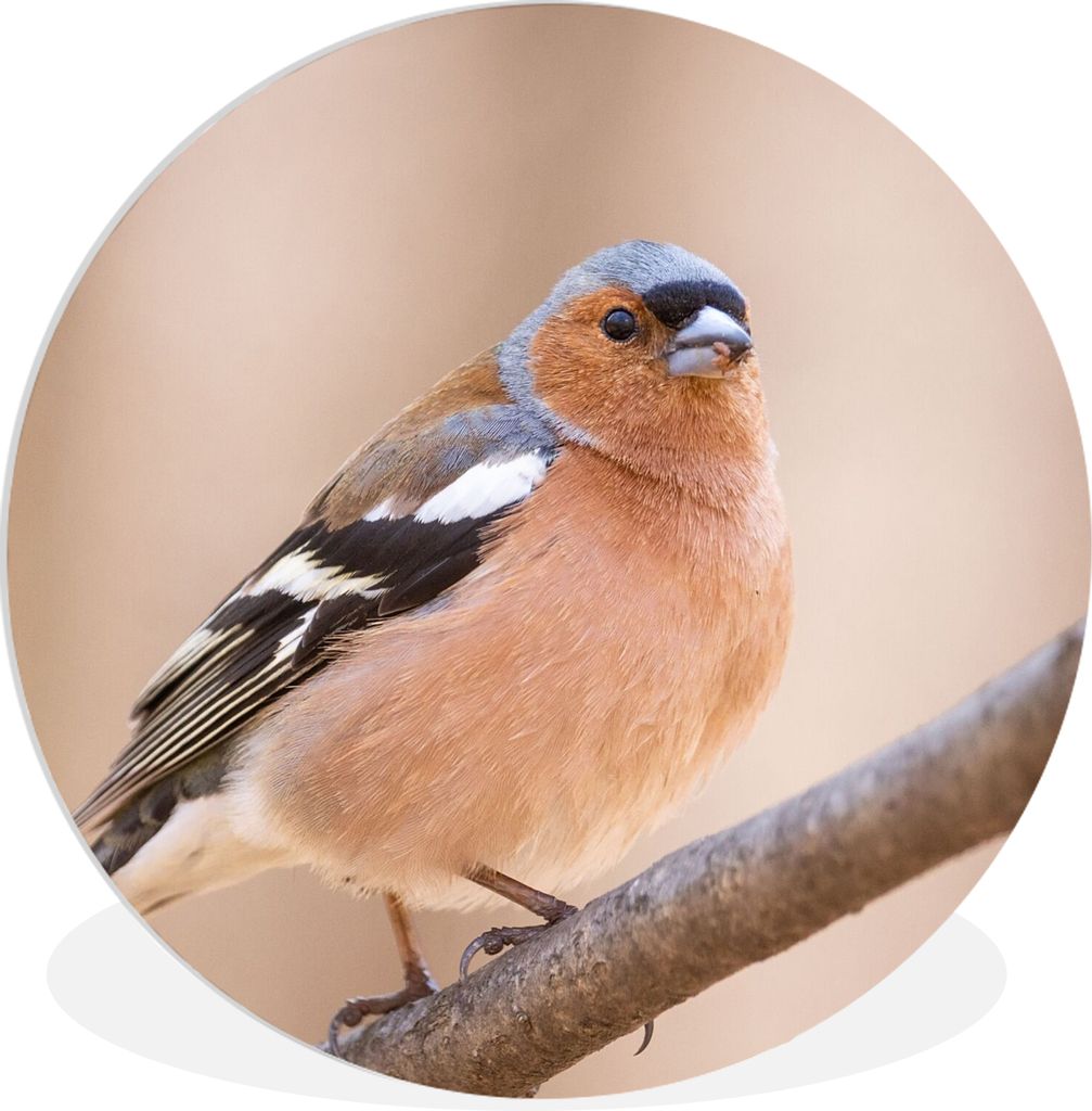 MuchoWow Rundes Wandbild - Runde Bilder Vogel - Tiere - Fink Ø 30 cm Kreis Wanddekoration Kunststoff - Wandkreis - Wandschmuck - Schlafzimmer - ...