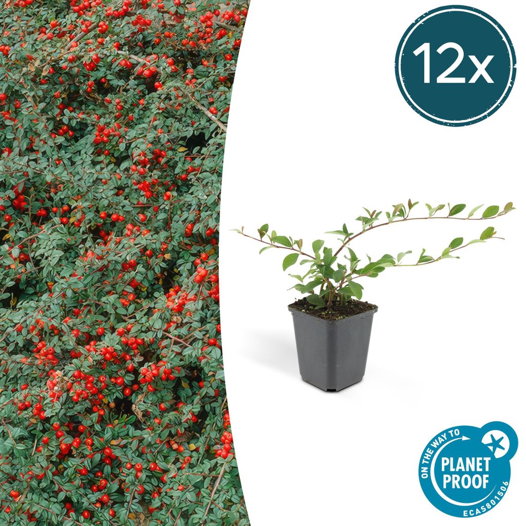 Bodendecker - Kriechmispel - Teppichmispel - Cotoneaster Produktbild 