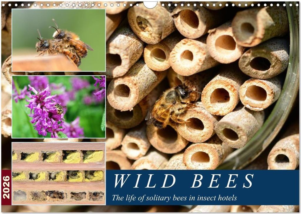 Wild bees - The life of solitary bees in insect hotels (Wall Calendar 2026 DIN A3 landscape), CALVENDO 12 Month Wall Calendar