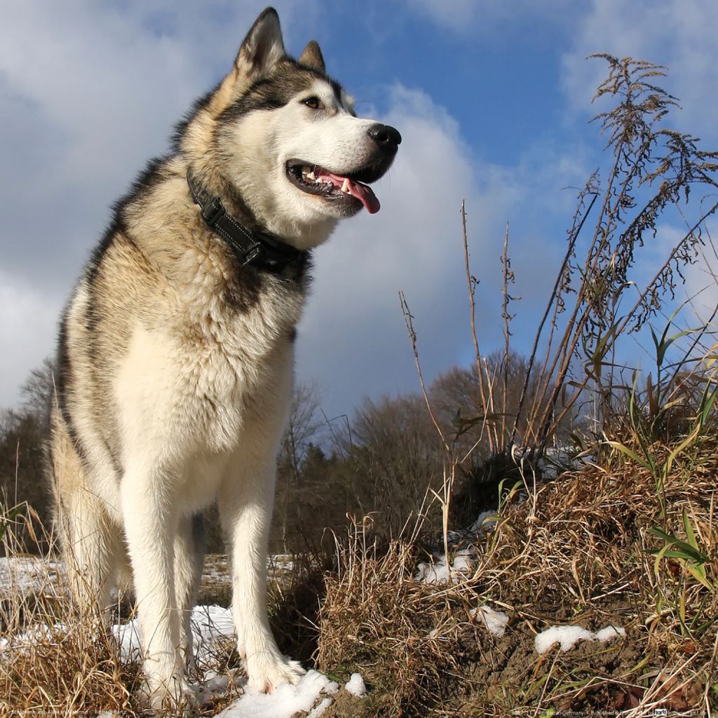 Hunde Kunstdruck Bild - Alaskan Malamute Schlittenhund (40 x 40 cm)