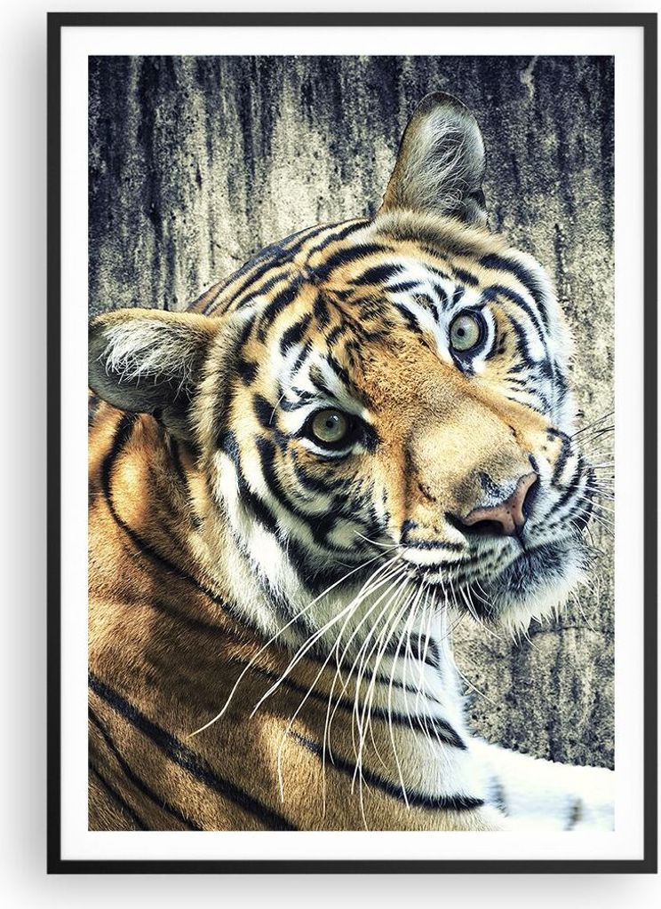 Gerahmtes Poster - Schwarzer Rahmen - Indien stein tiger wild - 70x100 cm - Wand Bild - Wanddeko - Wandbilder - Wandposter - Bilderrahmen - Bilder ...