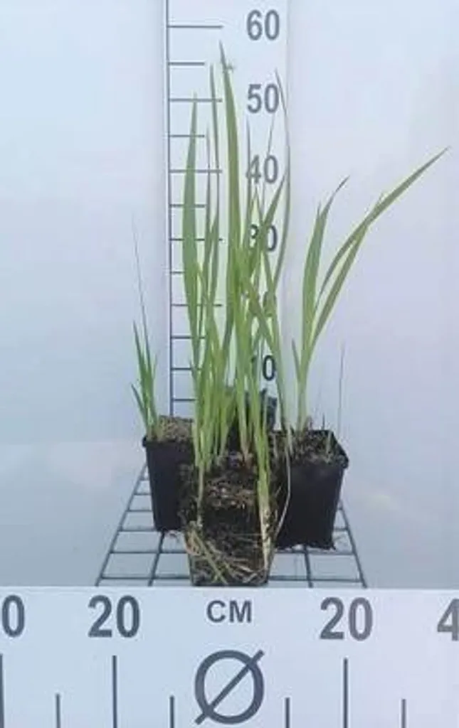 Crocosmia vivace orange lot de 6 plantes en pot 9x9cm pour jardinier