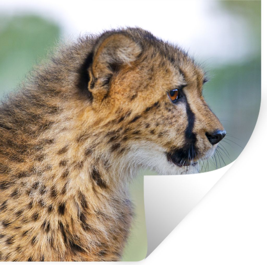 MuchoWow Wandtattoo Wandsticker Wandaufkleber Leopard - Kopf - Haar 50x50 cm Selbstklebend und Repositionierbar - Selbstklebend - Fototapeten