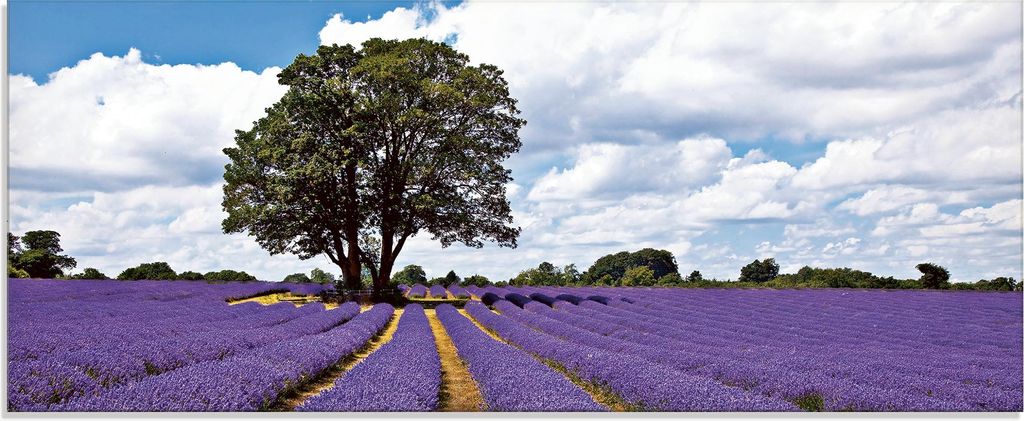 ARTland Glasbild Schönes Lavendelfeld im Sommer Größe: 125x50 cm