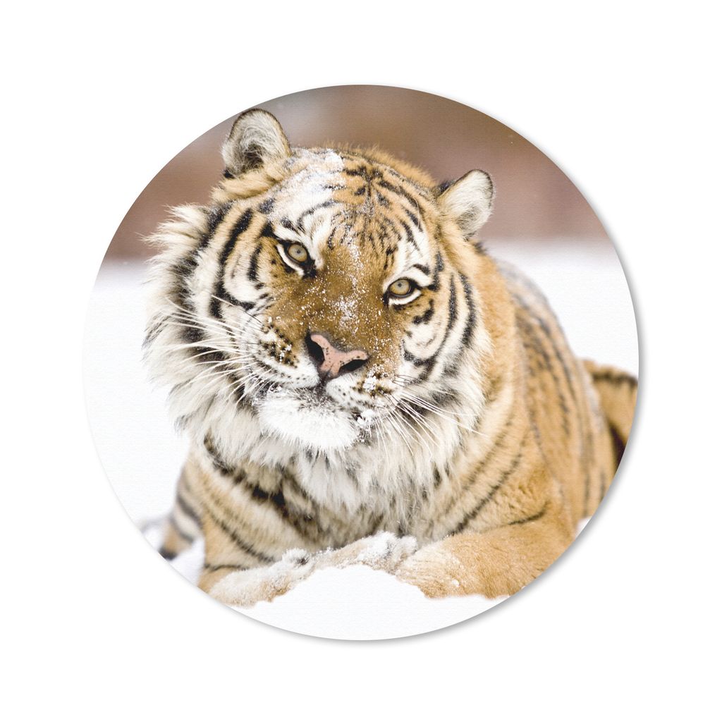 MuchoWow Mauspad Mousepad Tiger - Schnee - Weiß 40x40 cm - Mousepads - Maus Mat - Pad - Mausunterlage - Schreibtisch Accessoires