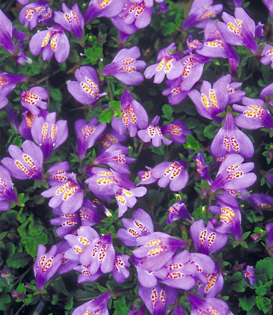 BALDUR Garten 3x Winterharter Bodendecker 'Mazus Reptans', Produktbild 