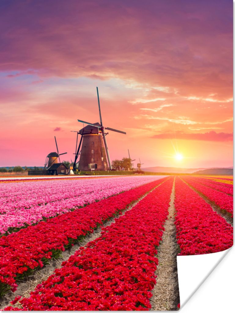 MuchoWow Poster Blumen - Windmühle - Tulpen - Sonnenuntergang - Rosa 60x80 cm - Schlafzimmer Dekoration