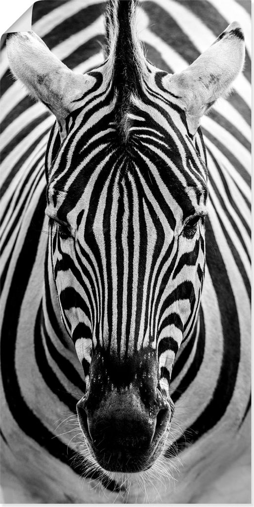 ARTland Poster Zebra Größe: 50x100 cm