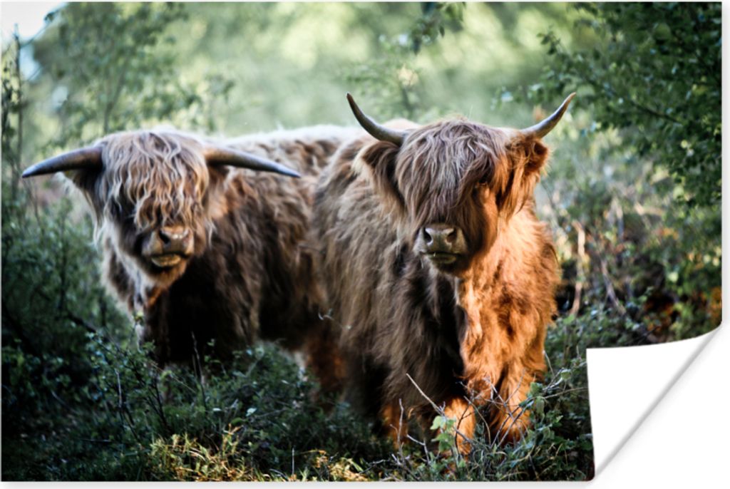 MuchoWow Poster Schottische Hochlandrind - Wald - Tiere 90x60 cm - Schlafzimmer
