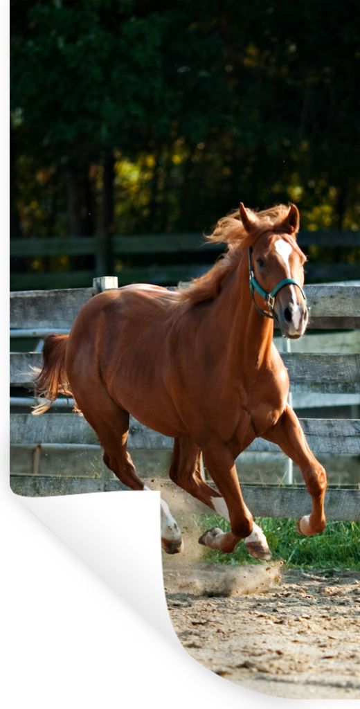 MuchoWow Wandtattoo Wandsticker Wandaufkleber Pferd - Licht - Sand 40x80 cm Selbstklebend und Repositionierbar - Repositionierbar - Wasser abweisend