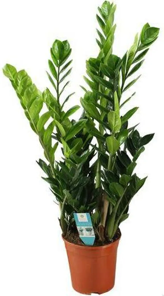 Zamioculcas 75cm la plante increvable pour ceux qui n'ont pas la main verte