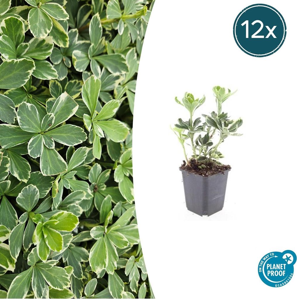 Schattengrün Pachysandra terminalis 'Variegata' – 10-25cm – Ø9cm – 12 Pflanzen – Immergrüner Bodendecker – Pflegeleicht & Winterhart