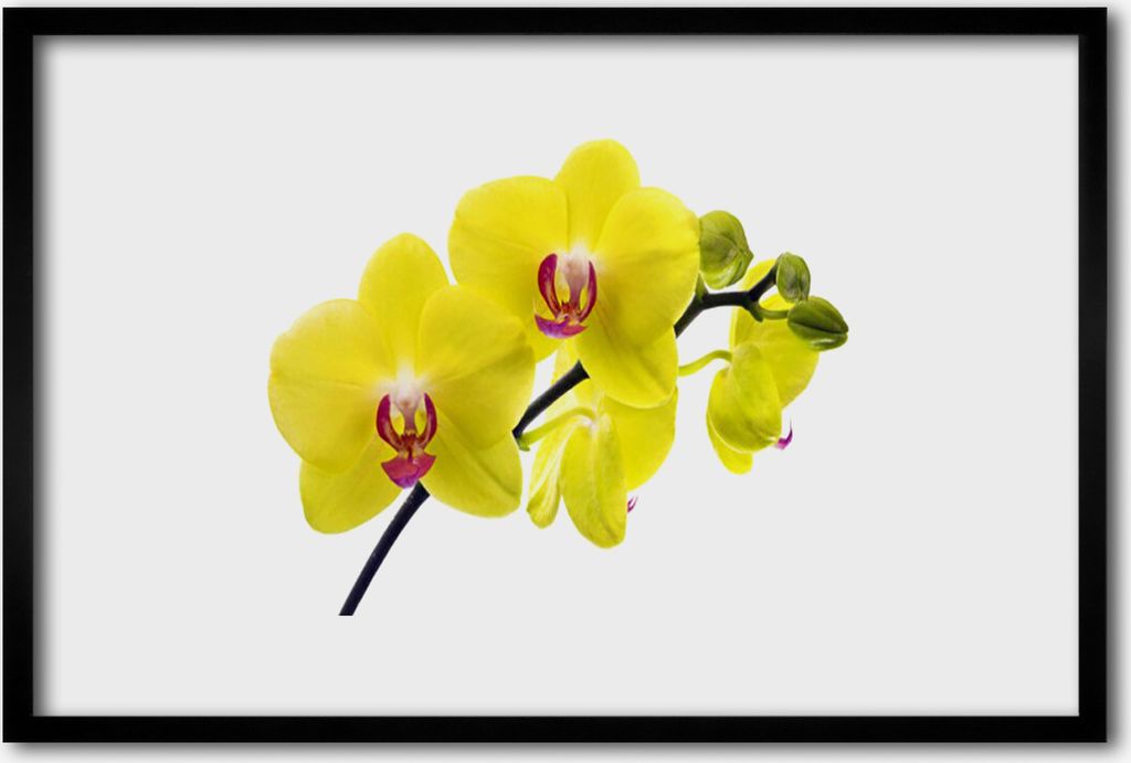 Bild 60x40 MDF-Rahmen Wandkunst Blumen Pflanzen Natur
