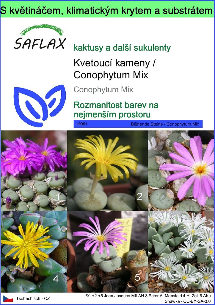 SAFLAX Garden to go - Kvetoucí kameny / Conophytum Mix - Obrázek produktu 