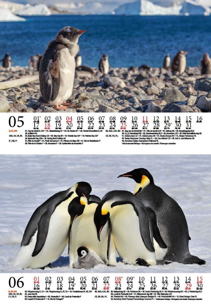 Tierkinder Pinguine DIN A5 Kalender für 2025 Kaufland.de
