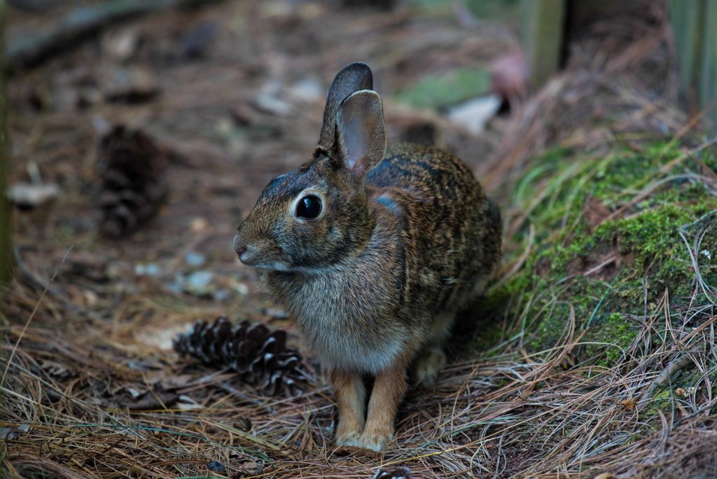 hansepuzzle 12281 - Wald-Hase Puzzle, 2000 Teile, Tierwelt, 90,0 x 60,0cm mit hochwertiger Aufbewahrung, Kartonbox und wiederverschließbarem Beutel