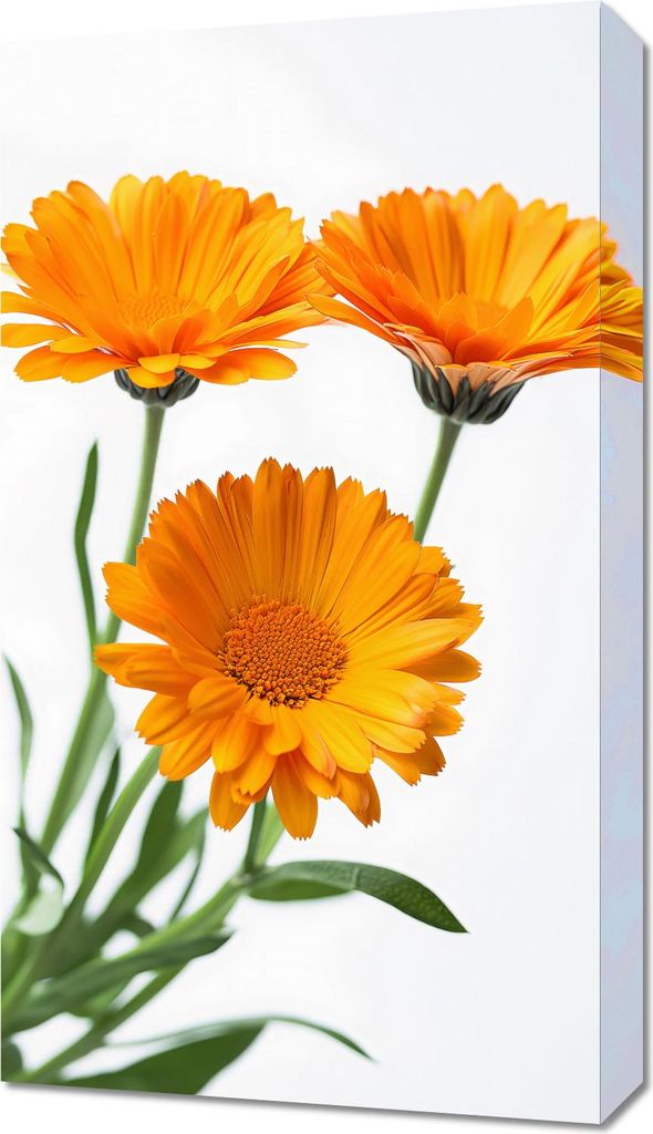 Bild 40x70cm Sonnenblumen
