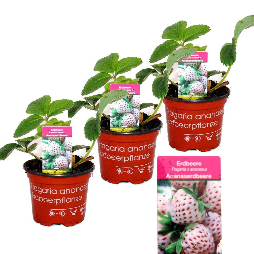 Weisse Ananas-Erdbeere - Set mit 4 Pflanzen Produktbild 