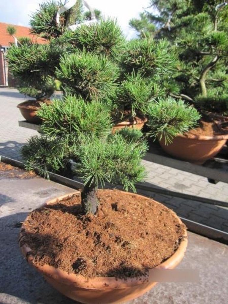 Formschnitt Haken-Kiefer Pompon - Pinus uncinata - 60-70cm Produktbild 
