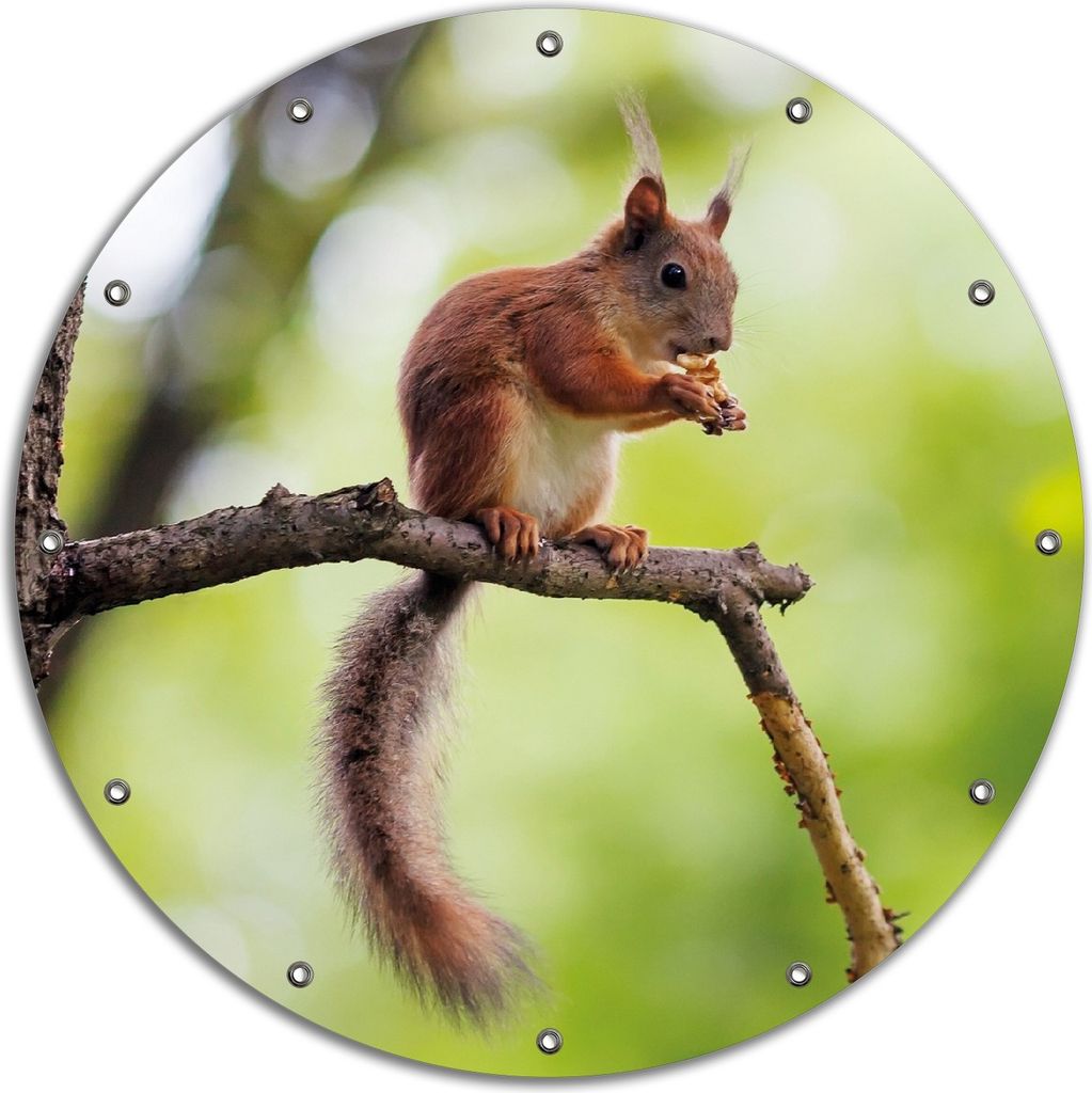 Wallario rundes Outdoor-Poster für Garten oder Balkon, Motiv Eichhörnchen auf einem Ast, 90 cm Durchmesser