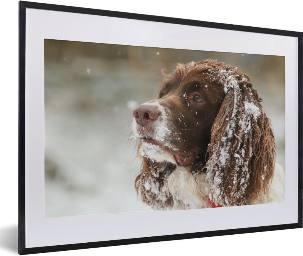 MuchoWow Gerahmtes Poster Nahaufnahme eines englischen Springerspaniels im Schnee 60x40 cm - Poster mit Schwarzem Bilderrahmen Wandposter Rahmen ...