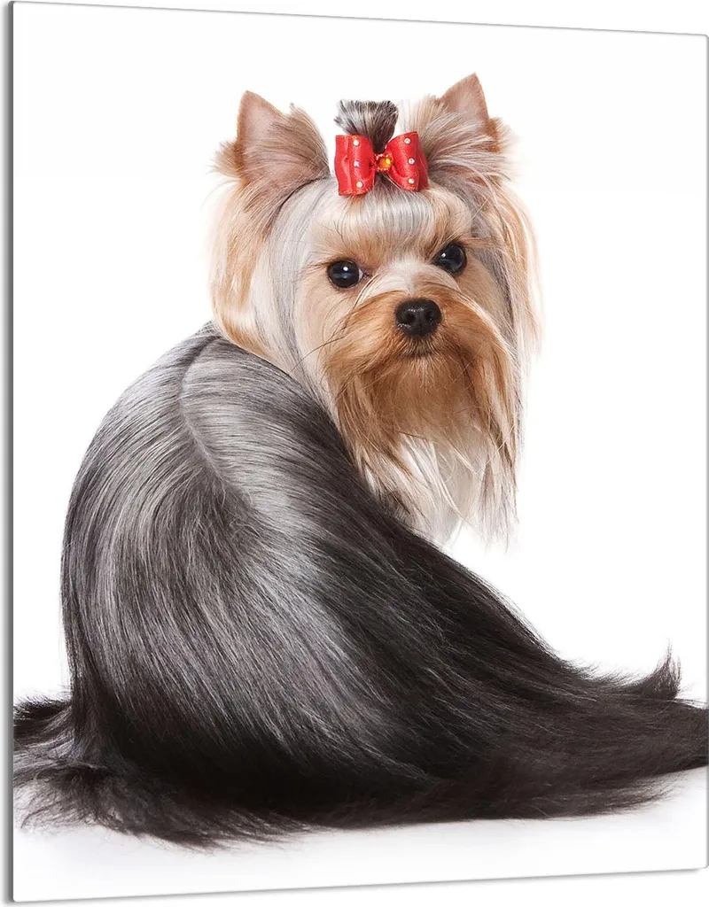 Piastra Copri Fornelli 40x52 Yorkshire - Decorazione Cucina Dog Lover