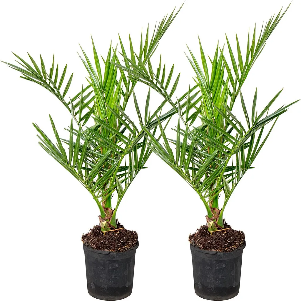 Palmier Phoenix Canariensis résistant pour jardin lot de 2 Bloomique 70cm