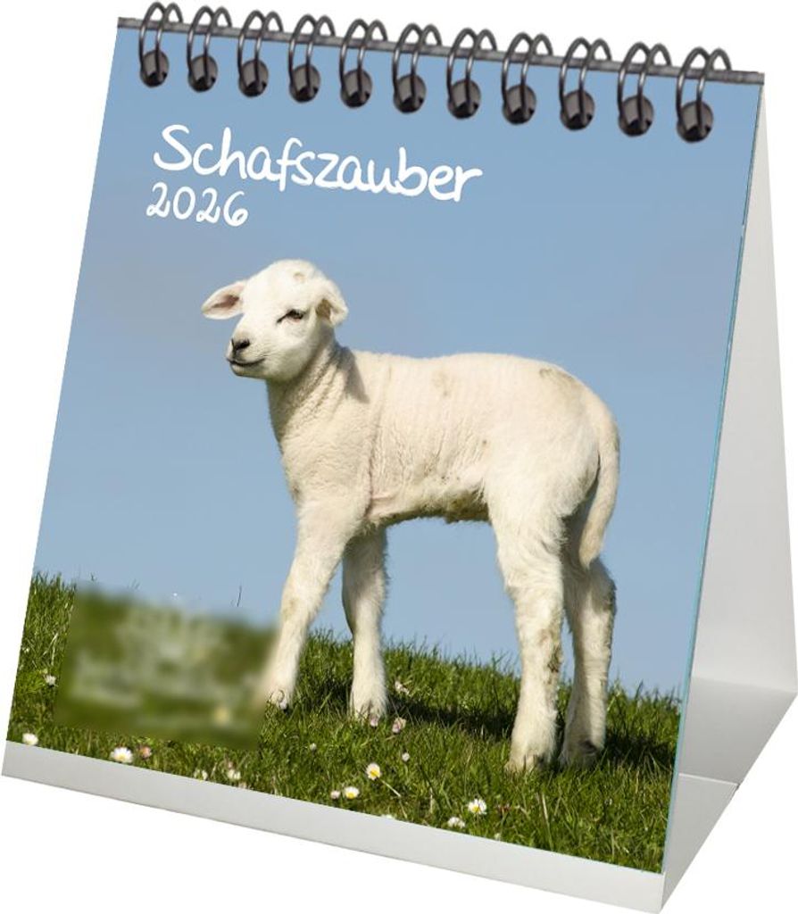 Schafszauber Tischkalender 10cm x 10cm für 2026 Schafe und Lämmchen - Set-Inhalt: 1x Kalender 1x Weihnachtsanhänger 1x Grußanhänger (gesamt 3 ...