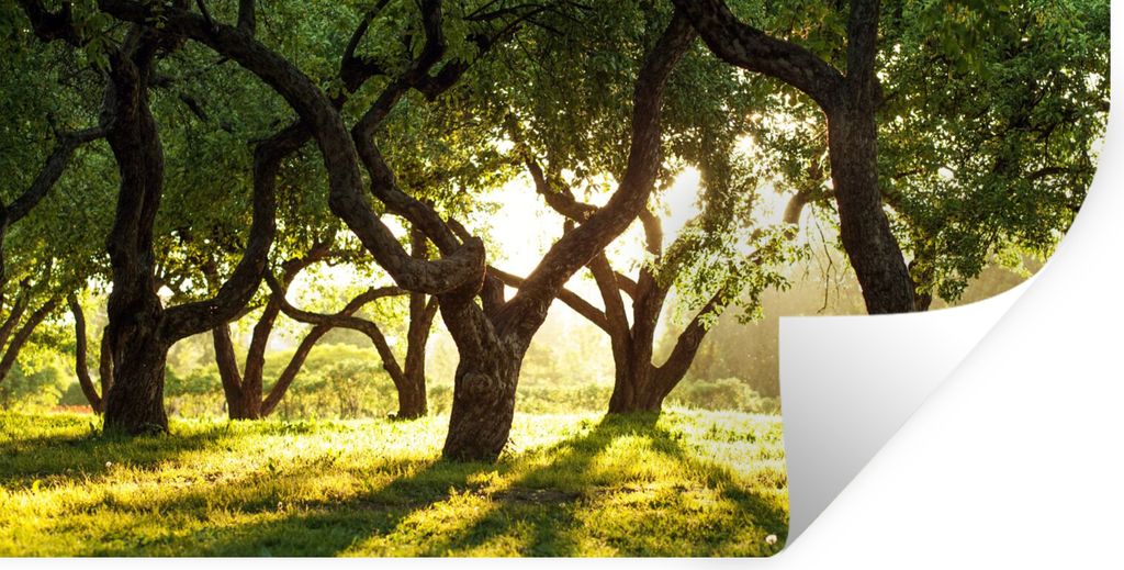 MuchoWow Wandtattoo Wandsticker Wandaufkleber Bäume - Natur - Sonne 160x80 cm Selbstklebend und Repositionierbar - Sticker - Dekorfolie