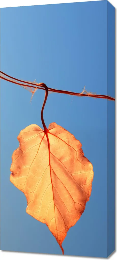 Image Dernière feuille 40 x 90 cm Impression Haute Qualité Design
