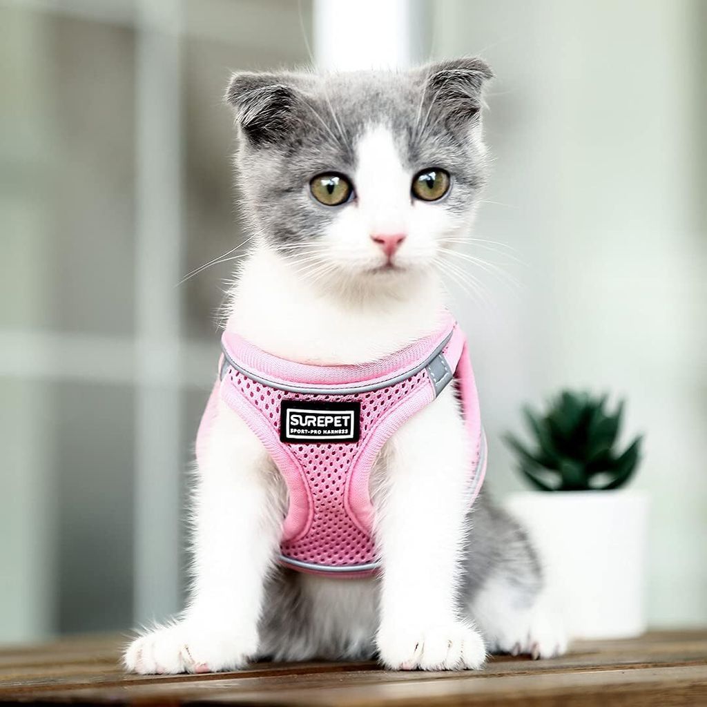 Hundegeschirr Mit Leine – Gepolstertes Netzstoff-Geschirr Für Kleine Hunde & Katzen, Verstellbar, Pink XL