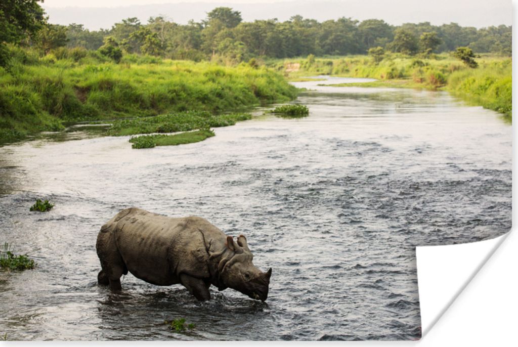 MuchoWow Poster Nashorn im Wasser 120x80 cm - Bilder
