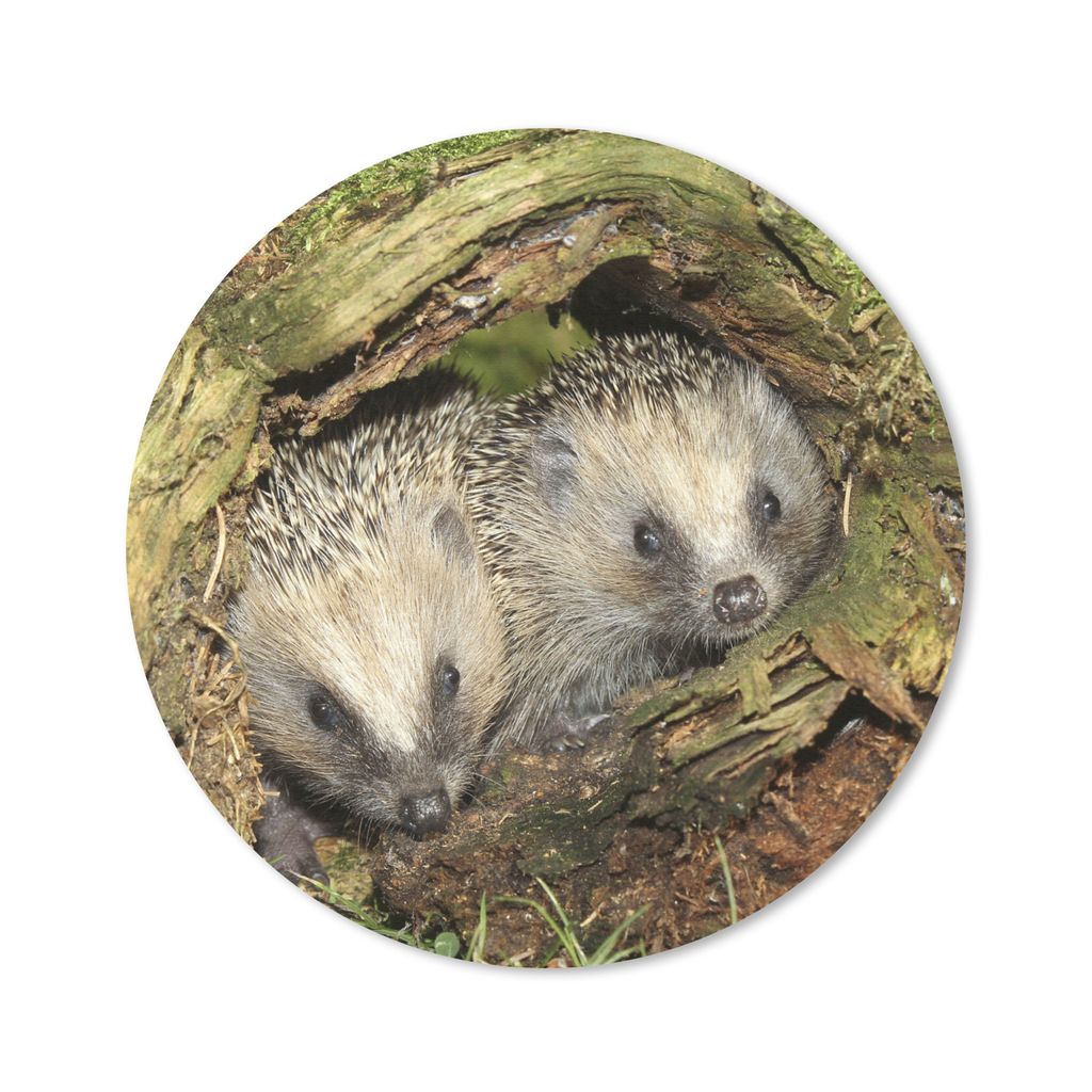 MuchoWow Mauspad Mousepad Igel - hohl - Baby 30x30 cm - Mousepads - Maus Mat - Pad - Mausunterlage - Tischunterlage - Schreibtischmatten