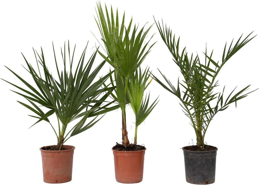 Three potted palm plants are displayed against a white background.