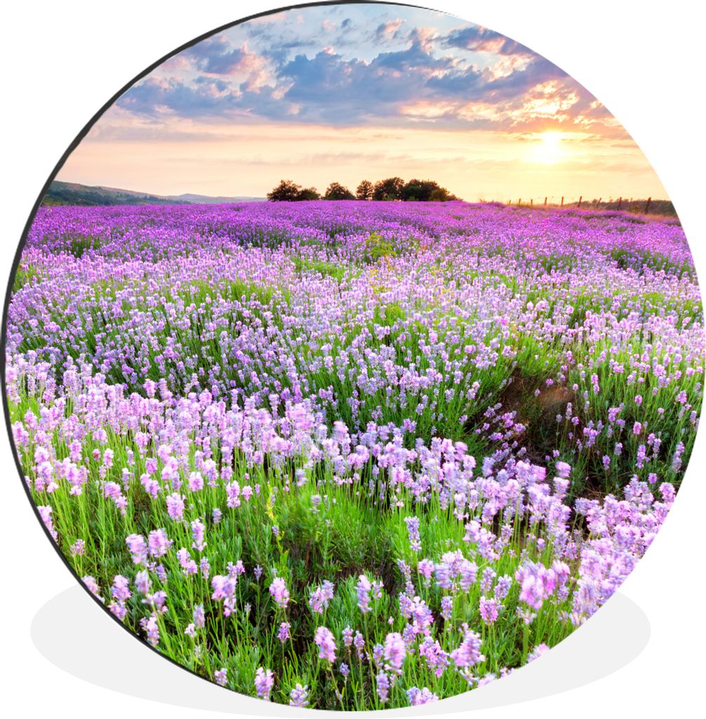 MuchoWow Aluminium Wandkreis Blumen - Lavendel - Lila - Himmel - Sonnenuntergang - Wiese - Natur Ø 90 cm Wanddeko Modern Wohnzimmer - Mauerkreis...