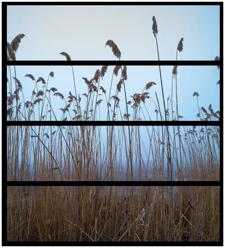 Wallario Möbelfolie / Aufkleber, geeignet für Ikea Malm Kommode mit 4 Schubfächern - Schilfrohr am See vor blauem Himmel