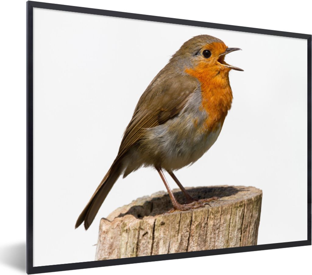 MuchoWow MuchoWow Gerahmtes Poster Rotkehlchen - Vogel - Holz 40x30 cm - Poster mit zchwarzem Bilderrahmen - Kunstposter - Wanddekorationen